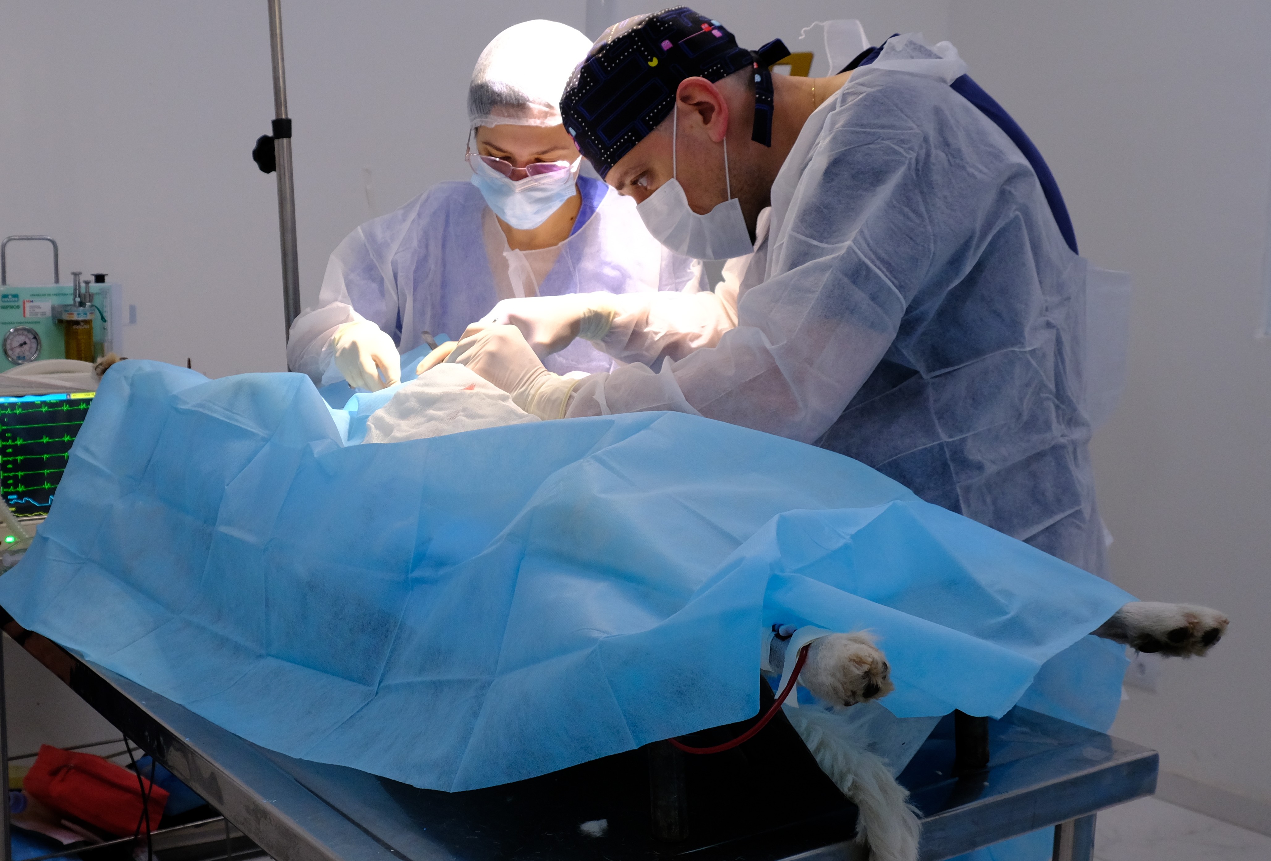 A imagem mostra uma sala cirúrgica veterinária. Sobre uma mesa metálica de cirurgia, há um cachorro deitado de costas, coberto quase totalmente por um grande campo cirúrgico azul. Apenas as patas traseiras do animal ficam visíveis, estendidas para fora da cobertura. Um tubo e fios médicos aparecem próximos ao corpo do cachorro, indicando monitoramento e anestesia. Dois profissionais de saúde veterinária estão ao redor da mesa. Eles usam roupas cirúrgicas claras, aventais descartáveis, luvas, máscaras e toucas. Ambos estão inclinados para frente, concentrados, realizando um procedimento cirúrgico no animal. Uma luz forte ilumina a área da cirurgia. Ao fundo, é possível perceber equipamentos médicos, incluindo um monitor com linhas verdes típicas de sinais vitais. O ambiente é limpo, organizado e com paredes claras, transmitindo a sensação de um centro cirúrgico profissional.