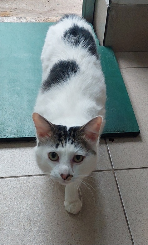 #PraCegoVer: Ben é um gato branco com manchas pretas, olhos verdes e está olhando para cima.