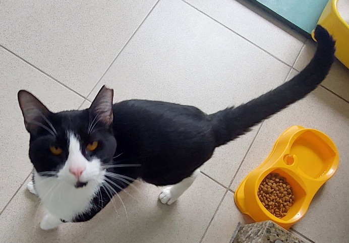 #PraCegoVer: Claudinho é um gato preto com manchas brancas, olhos amarelos e está olhando para cima.