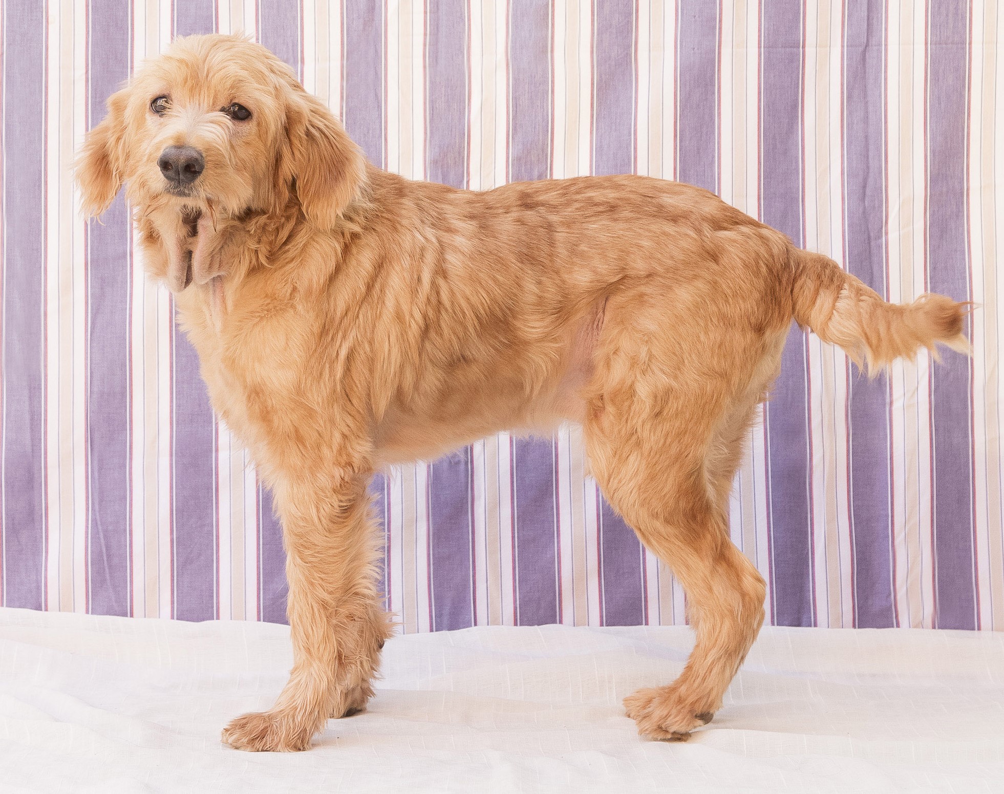 #PraCegoVer: Farofa é um cachorro de pelagem inteira marrom, possui olhos pretos e está em pé olhando para frente. 