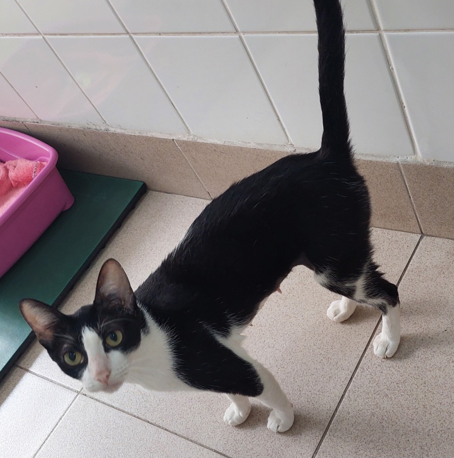 #PraCegoVer: Frida é uma gata de pelagem preta com manchas brancas e tem olhos amarelos