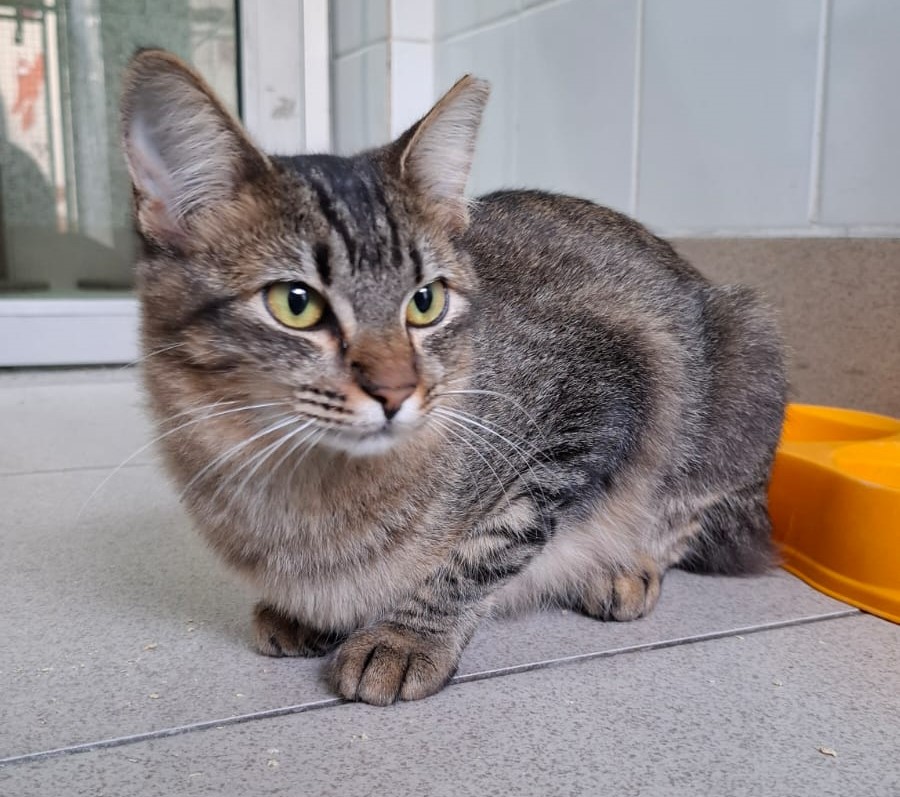 #PraCegoVer: Grazi é uma gata de pelagem preta com manchas marrons, possui olhos verdes e está deitada olhando para o lado.  