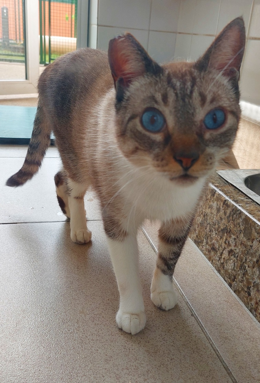 #PraCegoVer: Klaus é um gato de pelagem bege com manchas brancas, marrons e acinzentadas, e olhos da cor azul