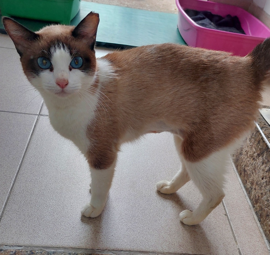 #PraCegoVer: Lady é uma gata de pelagem com bege com manchas brancas e olhos da cor azul