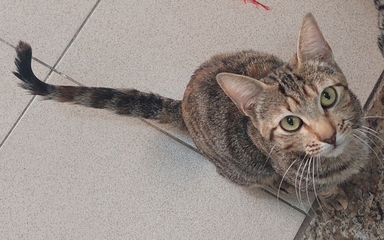 #PraCegoVer: Lidia é uma gata de pelagem marrom com manchas pretas, olhos verdes e está sentada olhando para cima.