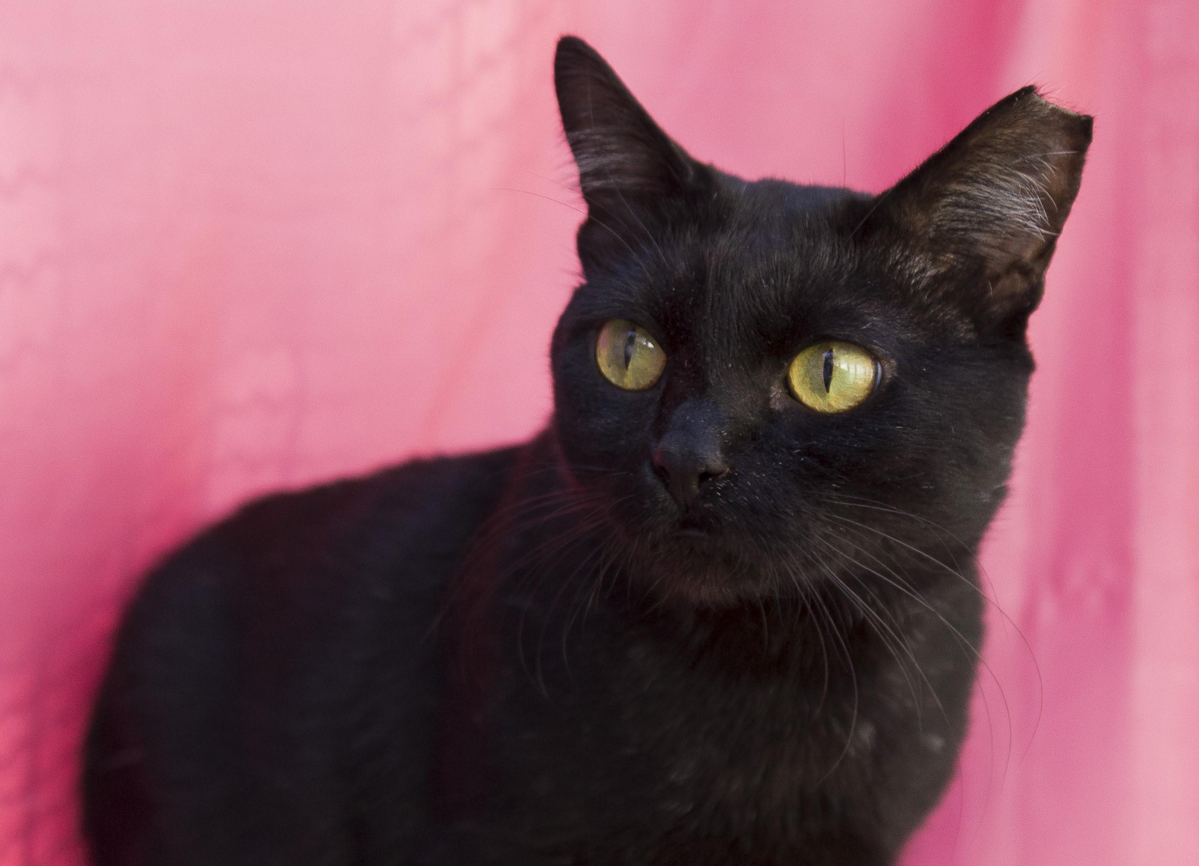 #PraCegoVer: Muddy é um gato de pelagem inteira preta, possui olhos verdes e está sentado olhando para o lado. 