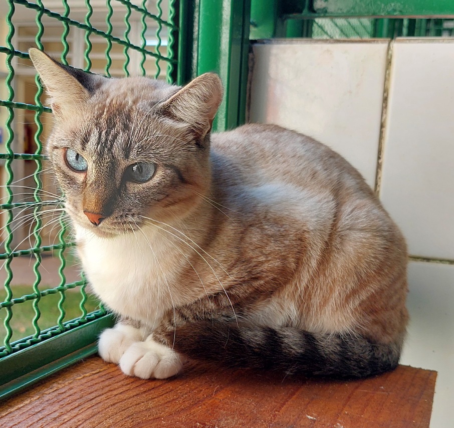 #PraCegoVer: Pérola é uma gata de pelagem bege com manchas brancas, marrons e acinzentadas, e olhos da cor azul