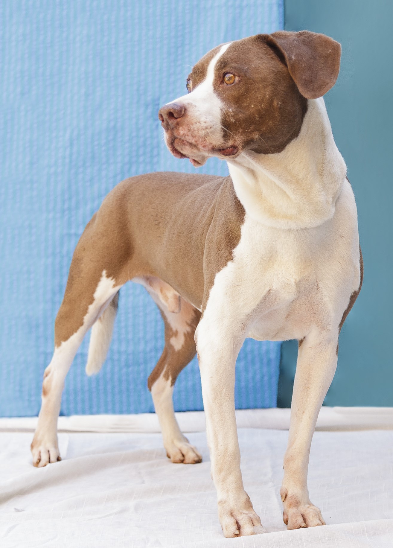 #PraCegoVer: Soré é um cachorro de pelagem branca e marrom, olhos castanhos e está em pé, olhando para o lado.