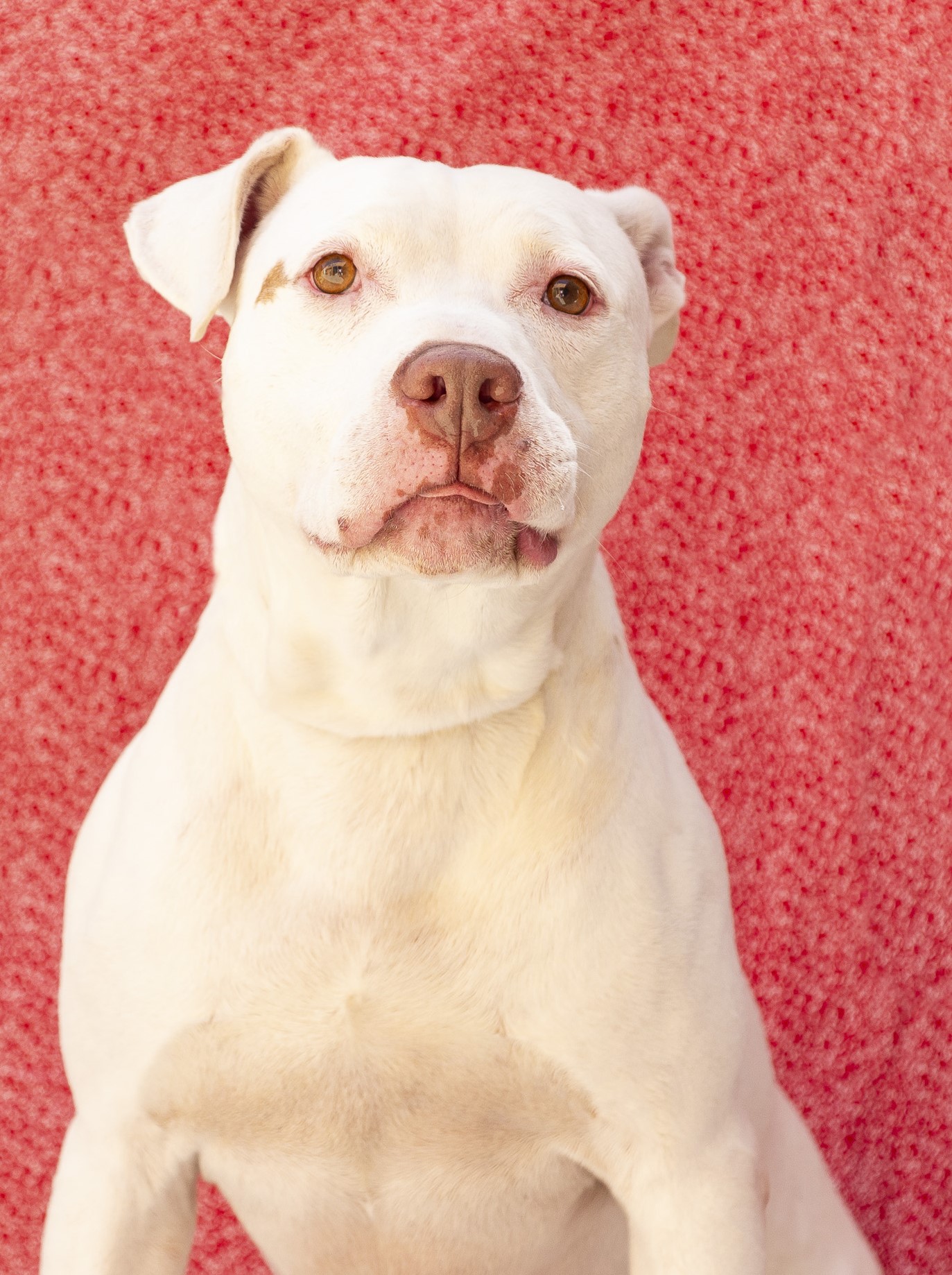 #PraCegoVer: Teco é um cachorro de pelagem totalmente branca, com uma pequena mancha marrom ao lado do olho direito, olhos castanhos, e está sentado olhando para a frente.