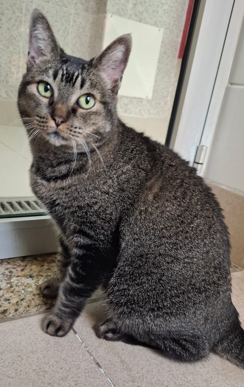 #PraCegoVer: Tigresa é uma gata de pelagem preta com manchas marrons, possui olhos verdes e está deitada olhando para o lado.  