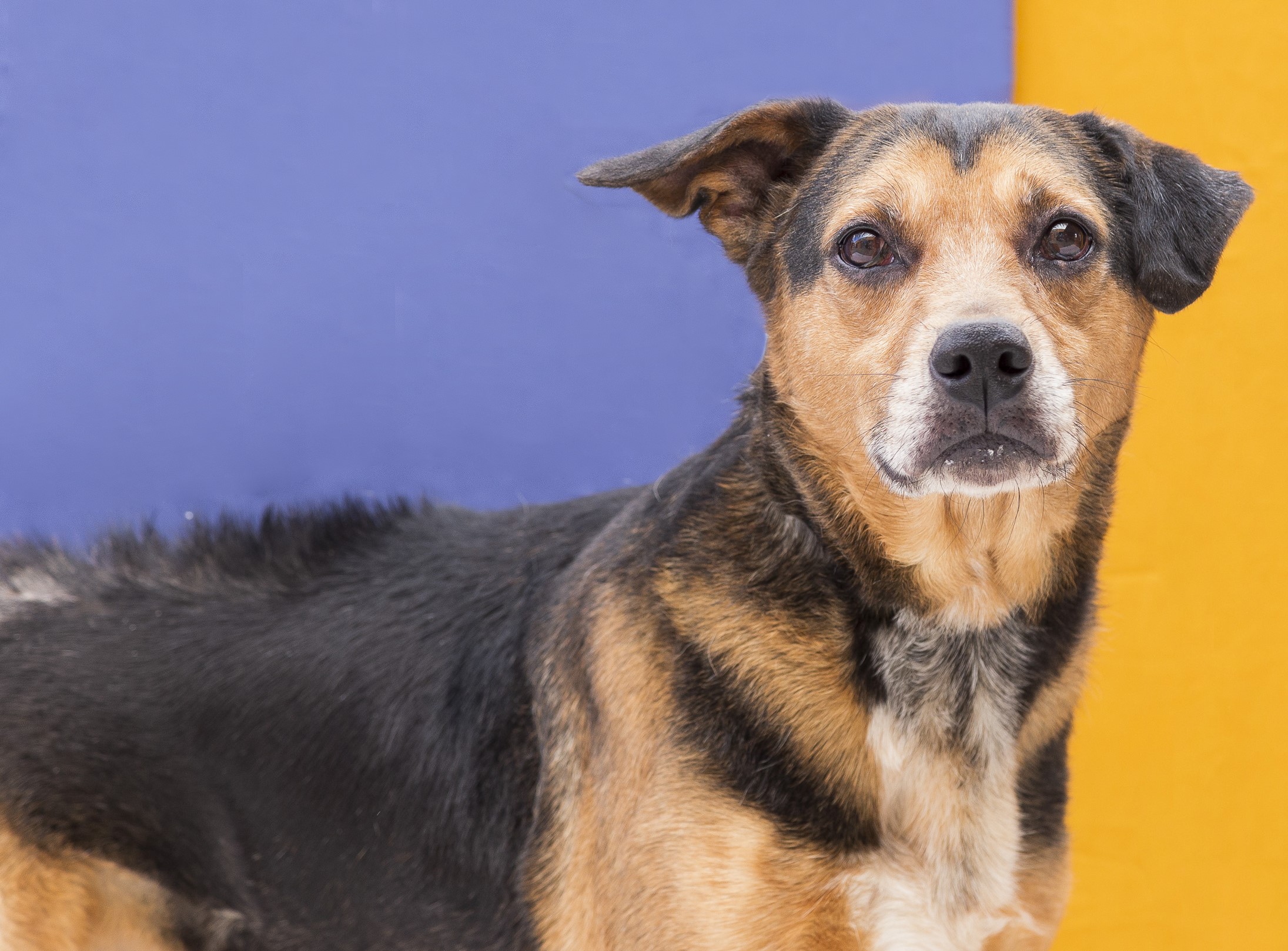 #PraCegoVer: Tom Zé é um cachorro de pelagem preta com manchas marrons, olhos castanho e está olhando para frente